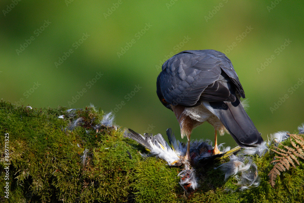 Naklejka premium Sparrowhawk (Accipiter nisus), perched sitting on a plucking post with prey. Scotland, UK
