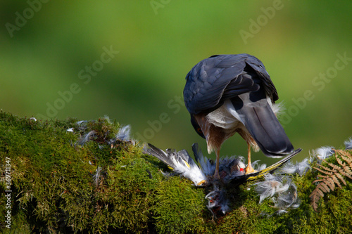 Sparrowhawk (Accipiter nisus), perched sitting on a plucking post with prey. Scotland, UK