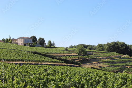 Vignes Saint-Emilion