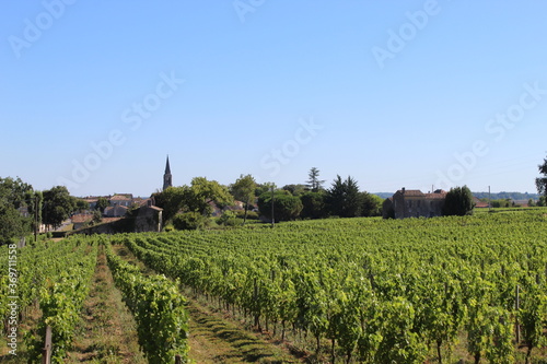 Vignes Saint-Emilion