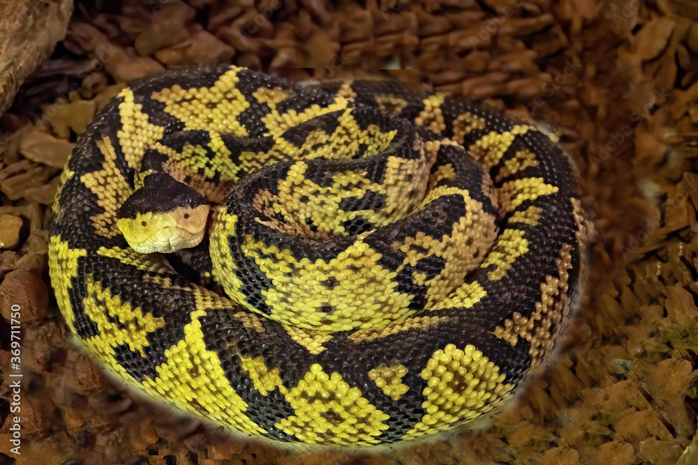 The black-headed bushmaster, Lachesis melanocephlaus, is one of the rarest snakes living in a small area in Costa Rica The black-headed bushmaster, Lachesis melanocephlaus, is one of the rarest snakes living in a small area in Costa Rica