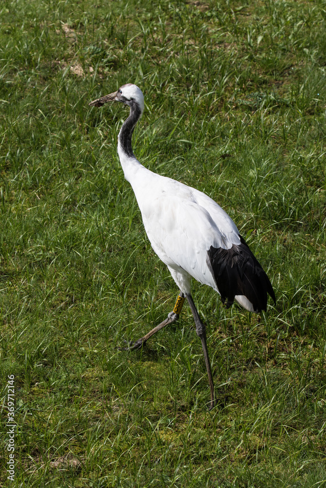 Fototapeta premium Japanese red crowned crane, also known as the Manchurian crane. Japan