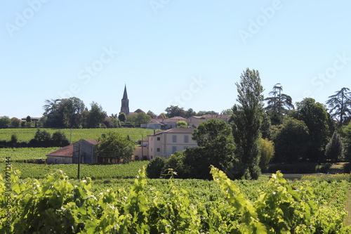 Vignes Saint-Emilion