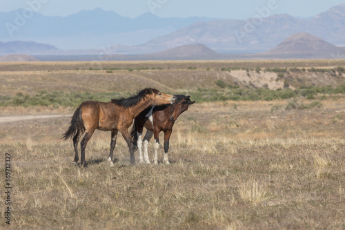 Wild Horse Stallions Fighting in the Utah Desert © natureguy