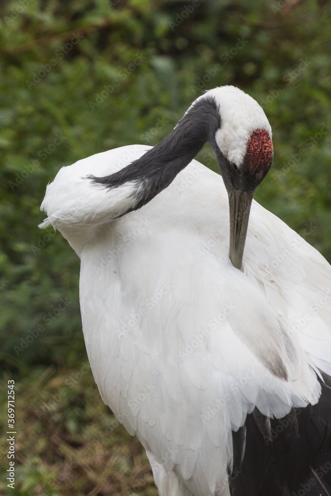 Obraz premium Japanese red crowned crane, also known as the Manchurian crane. Japan