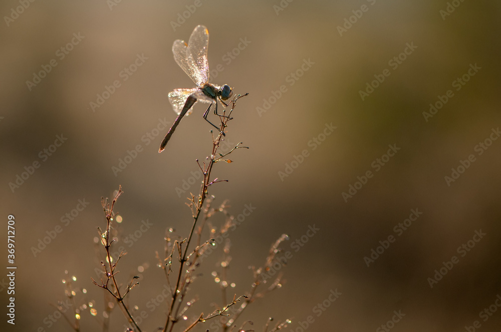 Fototapeta premium The dragonfly in the dew in the early morning dries its wings in the meadow