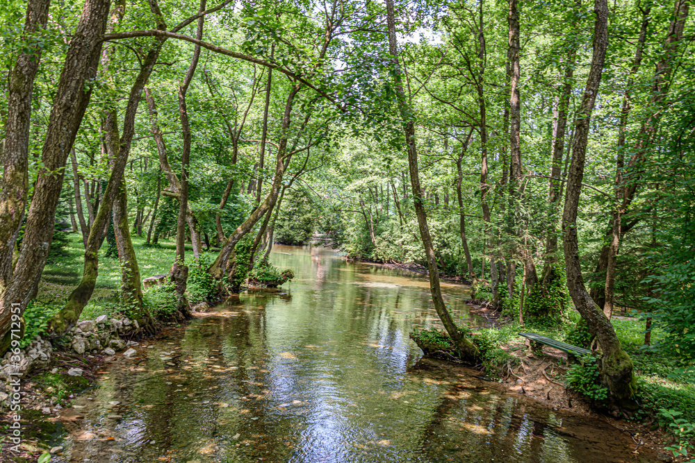 River stream goes under the trees