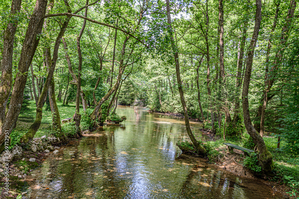 River stream goes under the trees River stream goes under the trees
