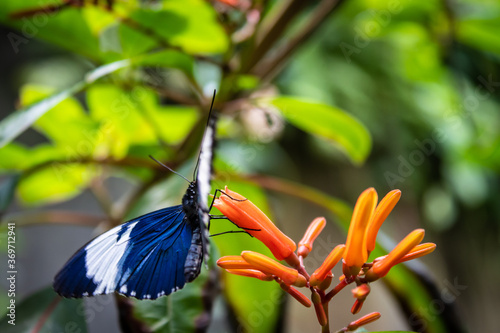 Photography blue butterfly on flower
