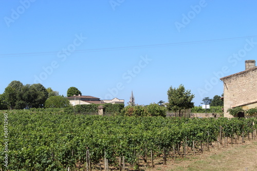 Vignes Saint-Emilion