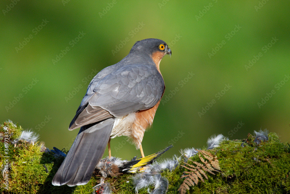 Fototapeta premium Sparrowhawk (Accipiter nisus), perched sitting on a plucking post with prey. Scotland, UK