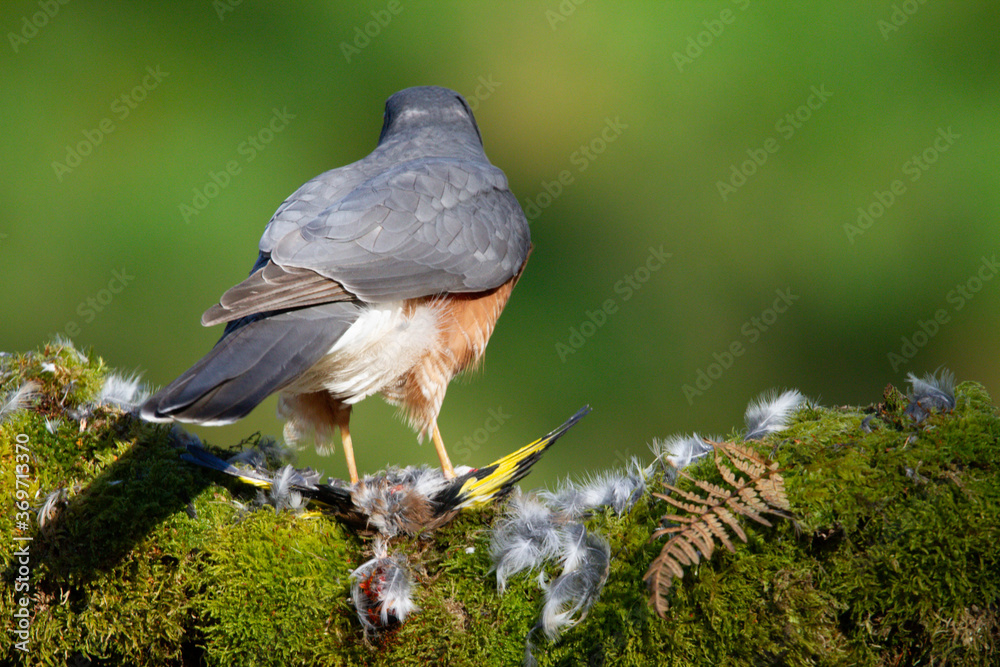 custom made wallpaper toronto digitalSparrowhawk (Accipiter nisus), perched sitting on a plucking post with prey. Scotland, UK