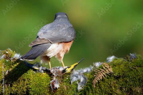 Wallpaper Mural Sparrowhawk (Accipiter nisus), perched sitting on a plucking post with prey. Scotland, UK Torontodigital.ca