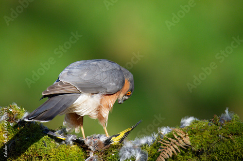 Wallpaper Mural Sparrowhawk (Accipiter nisus), perched sitting on a plucking post with prey. Scotland, UK Torontodigital.ca