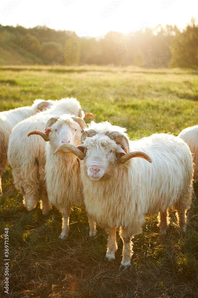 Flock of Staring Sheep. Sheep grazing in a beautiful landscape. Summer sunset warm light.