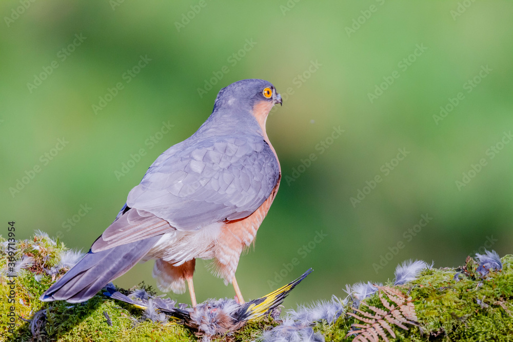 Obraz premium Sparrowhawk (Accipiter nisus), perched sitting on a plucking post with prey. Scotland, UK