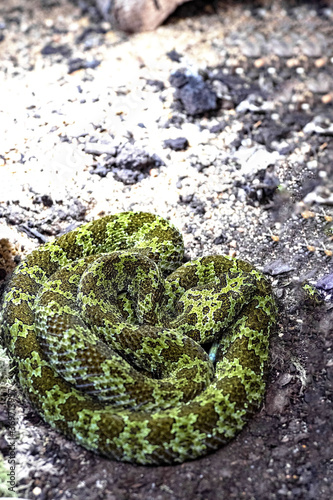 The very rare Mangshan pitviper, Protobothrops mangshanensis, has a beautiful camouflage color, perhaps overlooked. photo