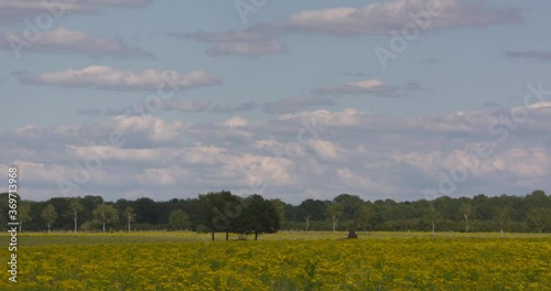 three trees a field of ragwort (Senecio jacobaea), an invasive plant. Ragwort contains toxins that affect horses and livestock