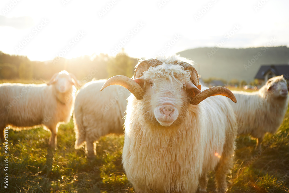 Flock of Staring Sheep. Sheep grazing in a beautiful landscape. Summer sunset warm light.