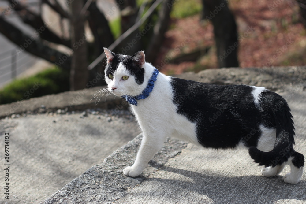 Close up of a cute black and white cat at Onomichi, Japan, Asia Close up of a cute black and white cat at Onomichi, Japan, Asia