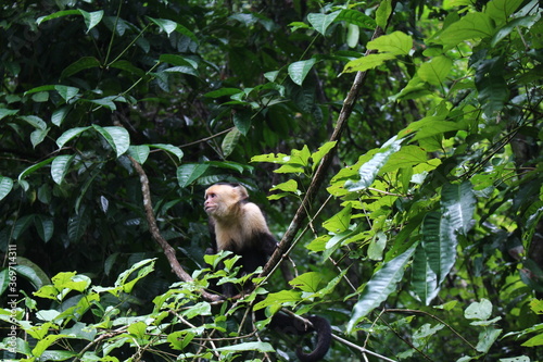 Capuchin Monkey 