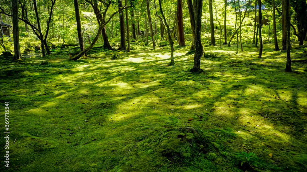 Obraz premium 美しい苔の緑