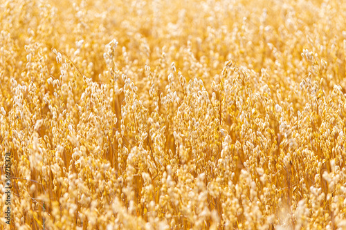 Golden oat straws on warm summer day in rural field