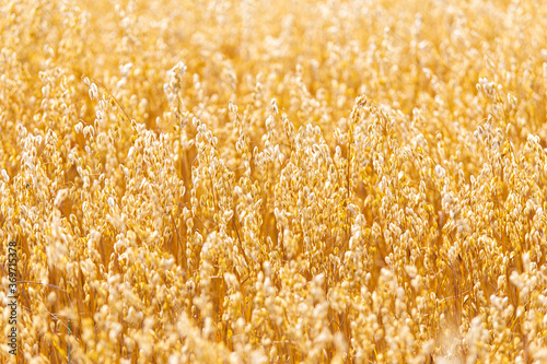 Obraz na płótnie Golden oat straws on warm summer day in rural field w salonie