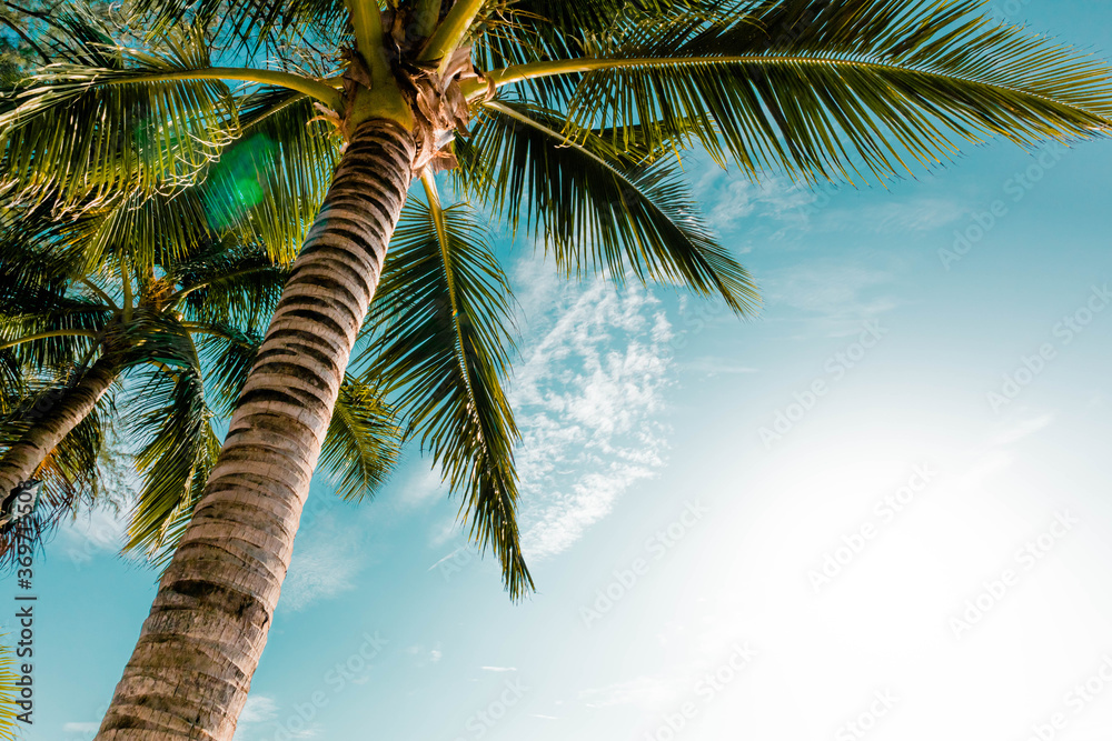Obraz premium Palm tree at sea with beautiful scene clear sky view and seeing good weather. Vacation and summer travel background concept. Happy to relax on holiday on a sandy tropical beach in Phuket, Thailand.