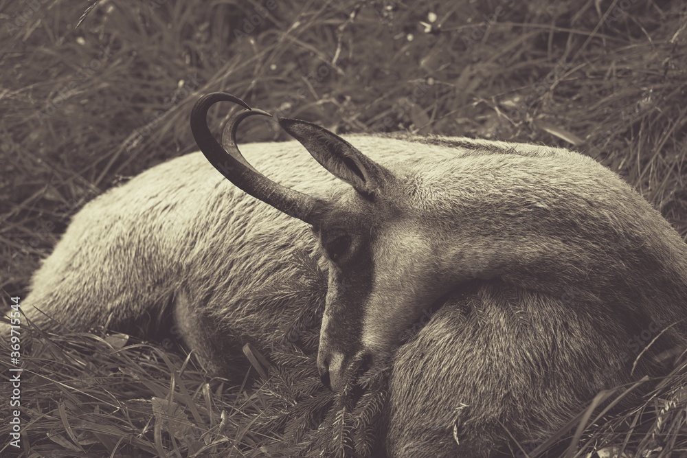 custom made wallpaper toronto digitalhunt of a old chamois buck in summer on the mountains