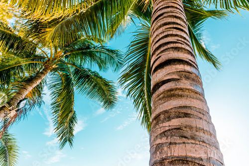 Coconut trees at the sea with blue sky and sunlight.