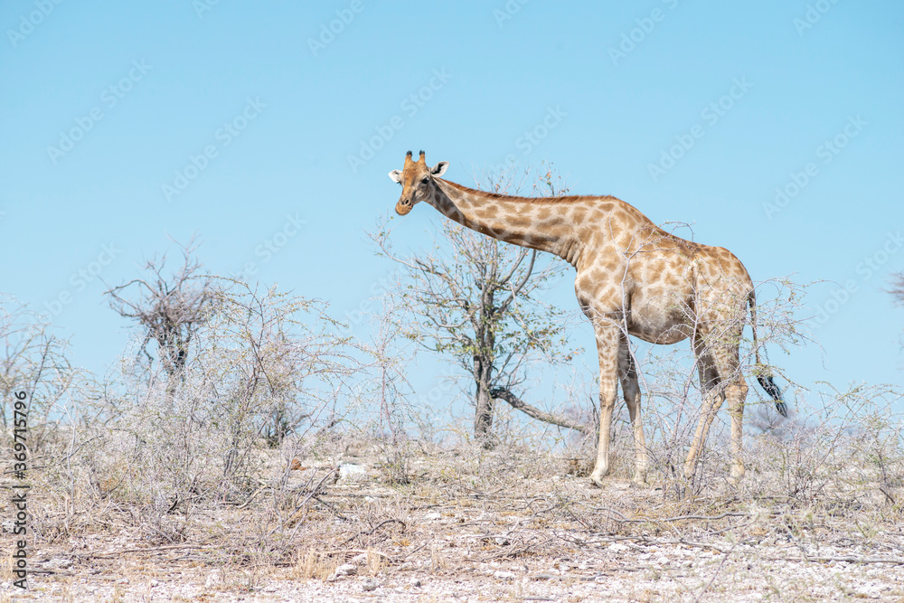 Obraz premium wild giraffe in desert