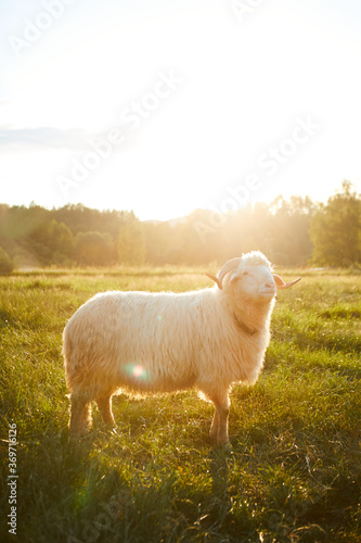 Sheep grazing in a beautiful landscape. Summer sunset warm light