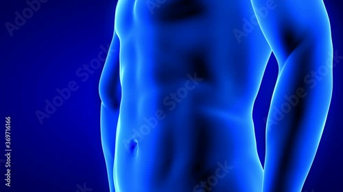male fitness body transformation, abdominal muscles detail - muscle mass building animation on black background with alpha