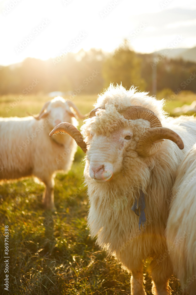 Sheep grazing in a beautiful landscape. Summer sunset warm light