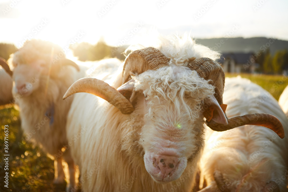 Sheep grazing in a beautiful landscape. Summer sunset warm light