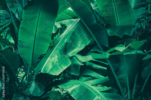 Tropical banana leaf background