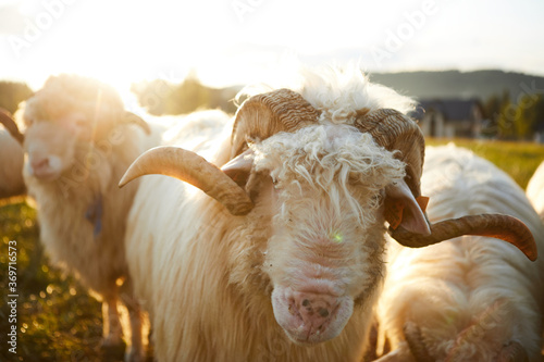 Obraz na płótnie Sheep grazing in a beautiful landscape. Summer sunset warm light w salonie