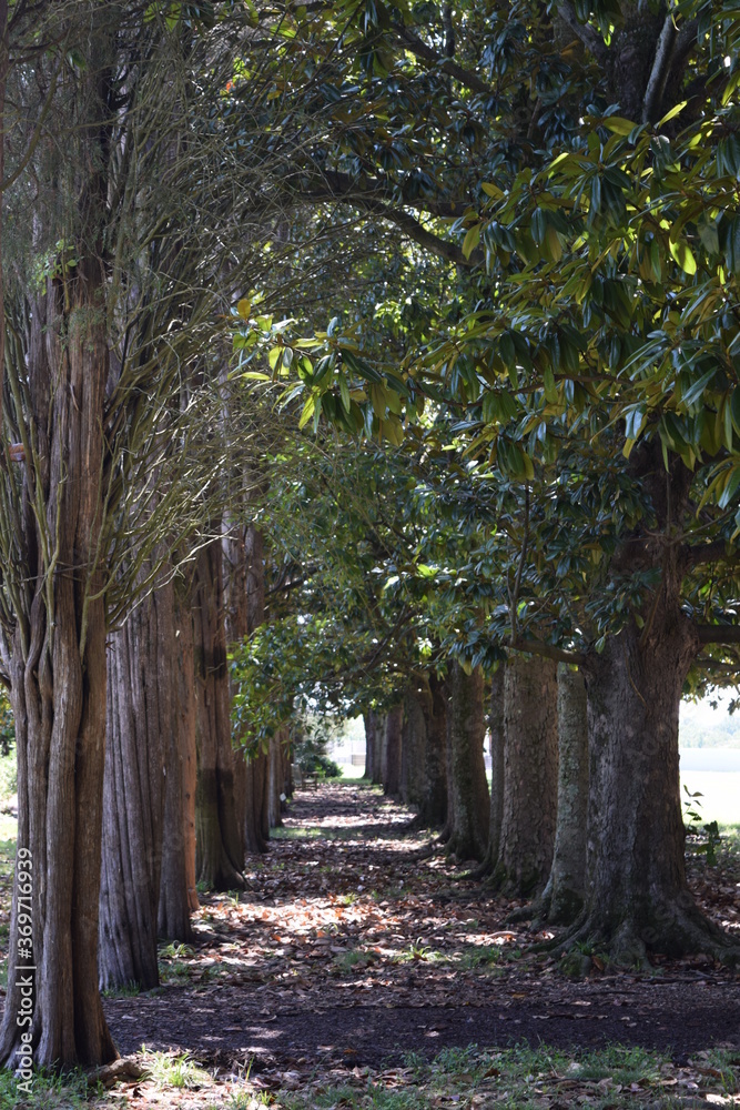 Fototapeta premium A path of magnolia trees