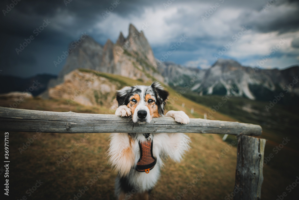 Obraz premium Australian shepherd in the mountains
