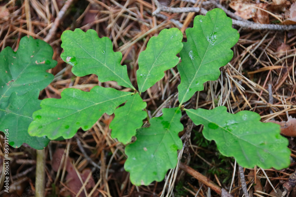 Fresh green oak tree leaves Fresh green oak tree leaves