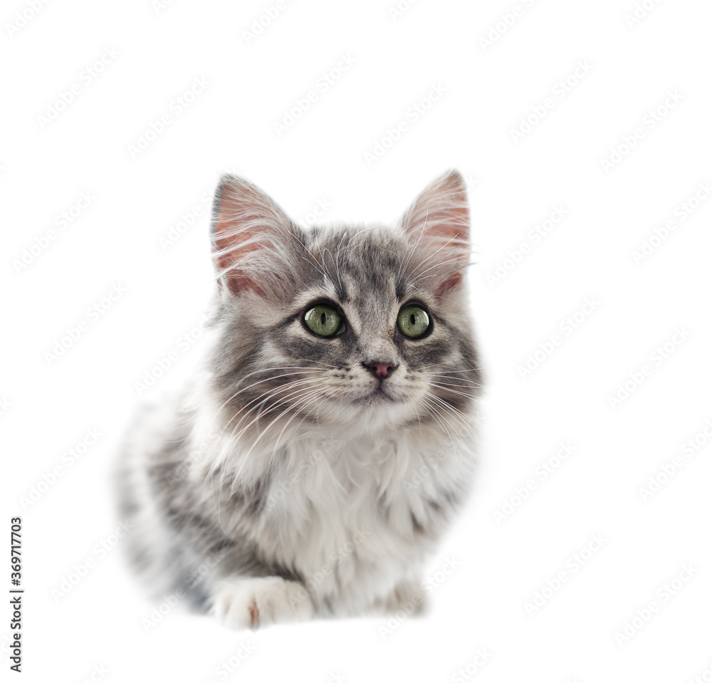 Sitting gray kitten with green eyes