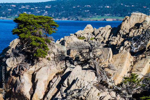 Cypress Trees On The Pinnacle in Carmel Bay, Point Lobos State Natural Reserve, Big Sur, California, USA
