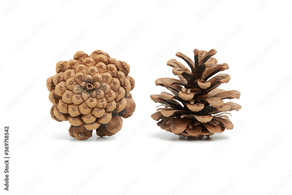dry brown conifer cone isolated on white background, pine seeds dry brown conifer cone isolated on white background, pine seeds