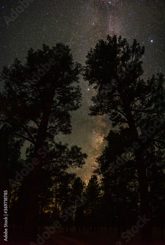 Kaibab National Forest at Night