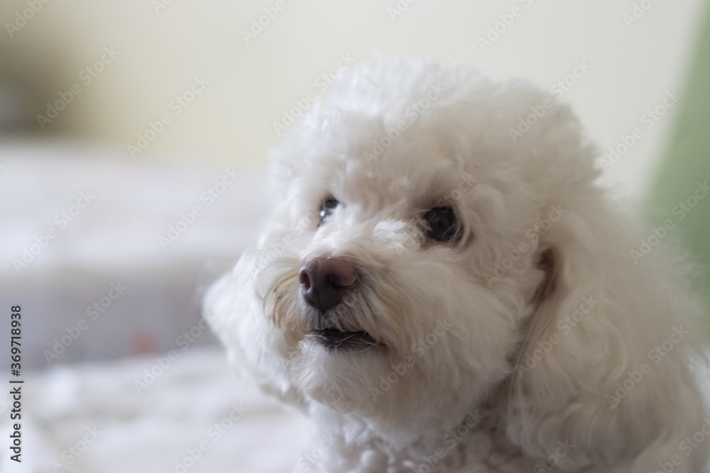 Cachorro Poodle Pequeno e Fofo Cachorro Poodle Pequeno e Fofo