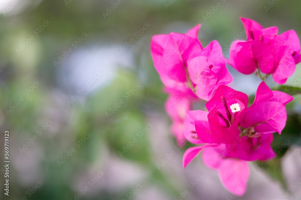 Bougainvillea is blooming flower background . Bougainvillea is blooming flower background .