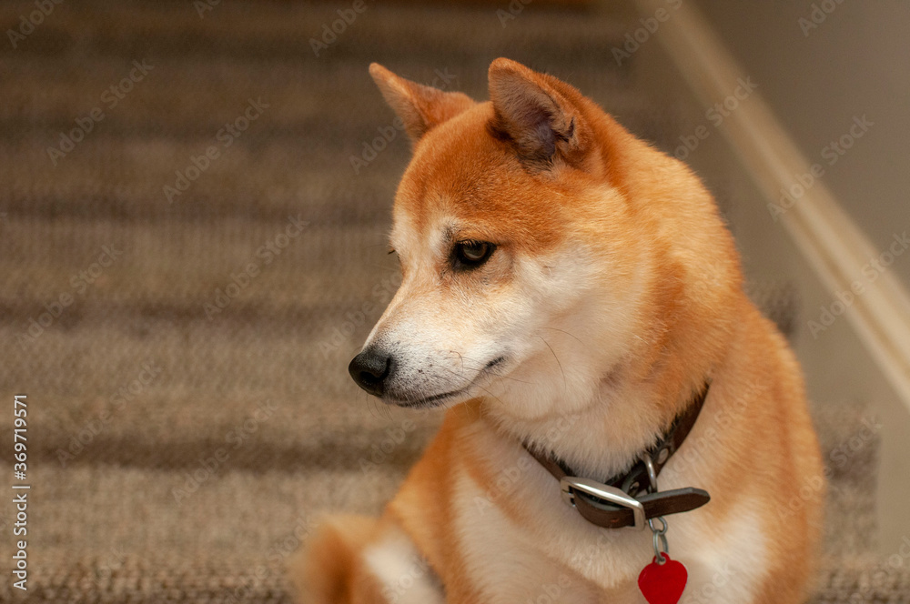 Shiba Inu dog sitting on stairs looking left Shiba Inu dog sitting on stairs looking left