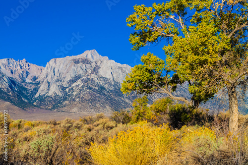 Tableau sur toile Cottonwood Trees and Lone Pine Peak in the Sierra Nevada Range , Alabama Hills N