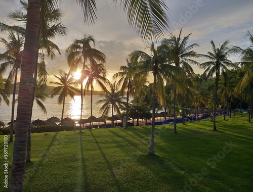 The palm trees and the sun